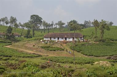 On the Route to Thekkady_DSC7124_H600